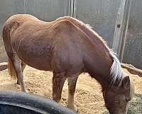 county-haflinger-horse