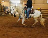 dressage-andalusian-horse