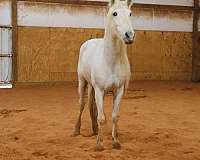 ranch-andalusian-horse