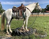 ridden-western-andalusian-horse