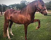 chestnut-has-white-chrome-too-horse