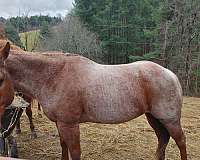 barrel-racing-quarter-horse