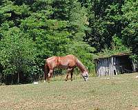 breeding-quarter-horse