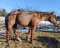 reining-quarter-horse