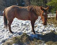 barrel-racing-quarter-horse