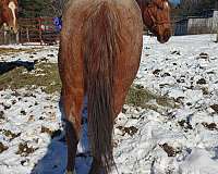 breeding-quarter-horse