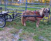 driving-miniature-horse