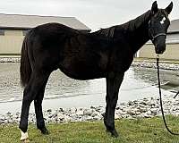 hanoverian-horse-for-sale