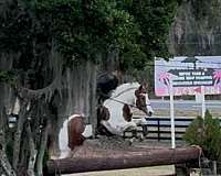 chestnut-tobiano-paint-horse