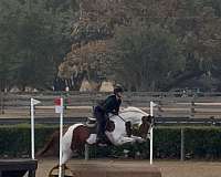 tobiano-chestnut-paint-horse