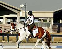 tobiano-chestnut-paint-horse