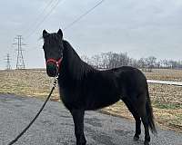 shetland-pony-mare