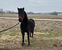 shetland-pony-for-sale