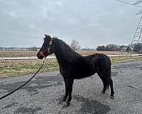 black-mare-shetland-pony