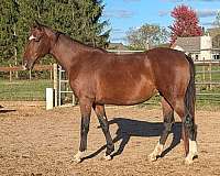 bay-breeding-horse