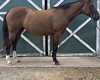 bay-warmblood-mare