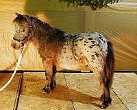 beginner-stallion-miniature-horse