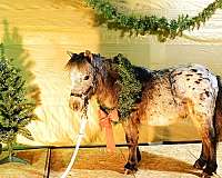 appaloosa-horse