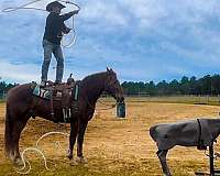 great-stop-missouri-fox-trotter-horse