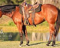 bay-quarter-horse-mare