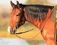 riata-horse