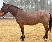 bay-roan-quarter-horse-gelding