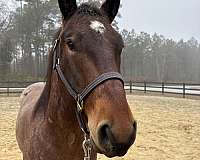 15-hand-quarter-horse-gelding