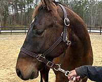 15-hand-quarter-horse-gelding