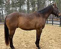 bay-quarter-horse-gelding