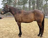 bay-gelding-for-sale