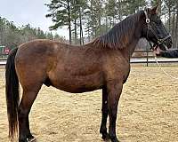 black-quarter-horse-gelding