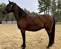 black-gelding-for-sale