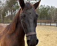 14-hand-quarter-horse-gelding