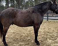 blue-roan-quarter-horse-gelding