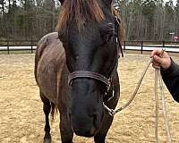 blue-roan-aqha-horse