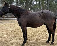 blue-roan-aqha-gelding