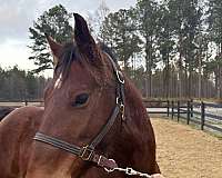 haflinger-morgan-horse