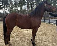 haflinger-morgan-horse-for-sale