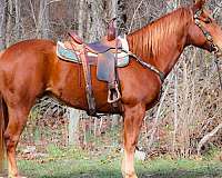 all-around-quarter-horse