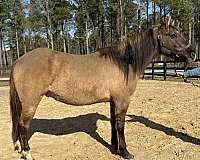 grulla-gelding-for-sale