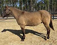 grulla-quarter-horse-gelding