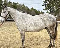 grey-quarter-horse-gelding