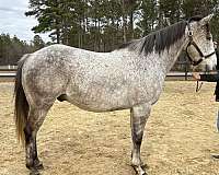 grey-gelding-for-sale