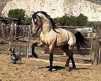 andalusian-stallion