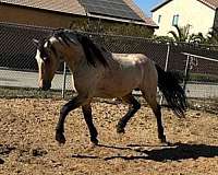 andalusian-horse