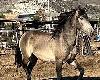 andalusian-horse