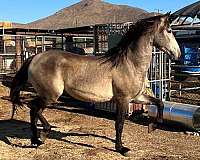 andalusian-stallion