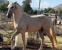 andalusian-colt