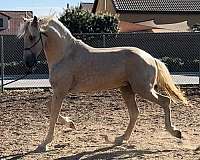 andalusian-horse-for-sale