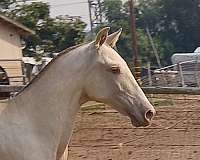 isabelo-perlino-andalusian-horse